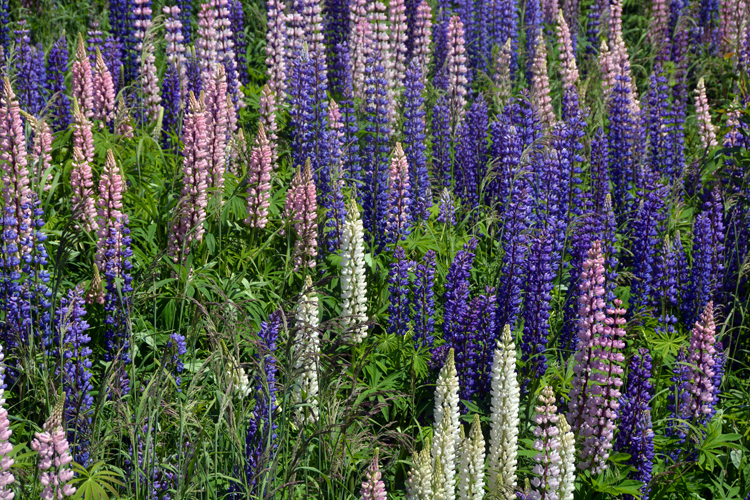 lupine